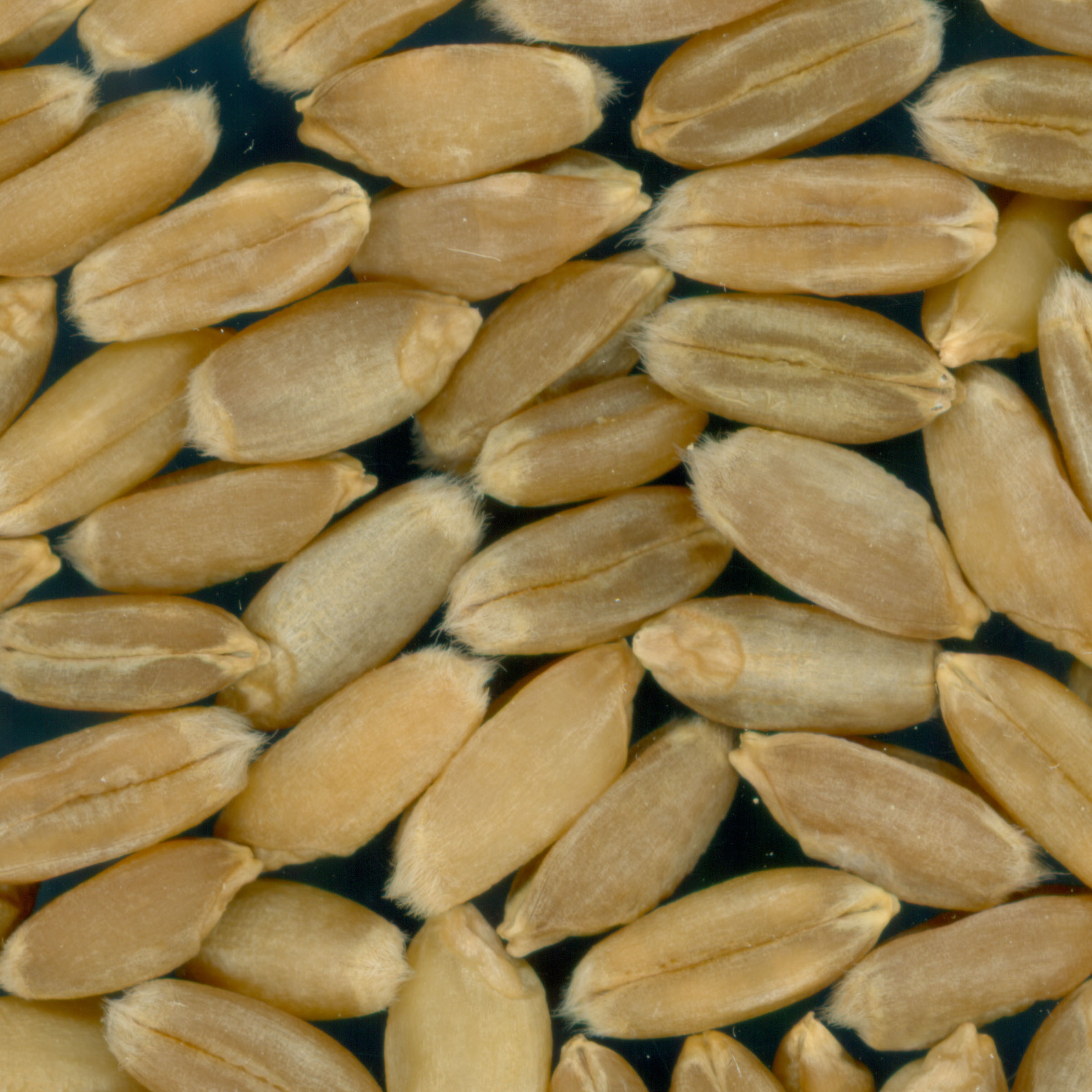 Click for 4 image(s) for this accession. KERNELS